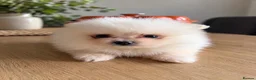 Pomeranian dogs for sale: Beautiful Pomeranian puppies - Advert 12