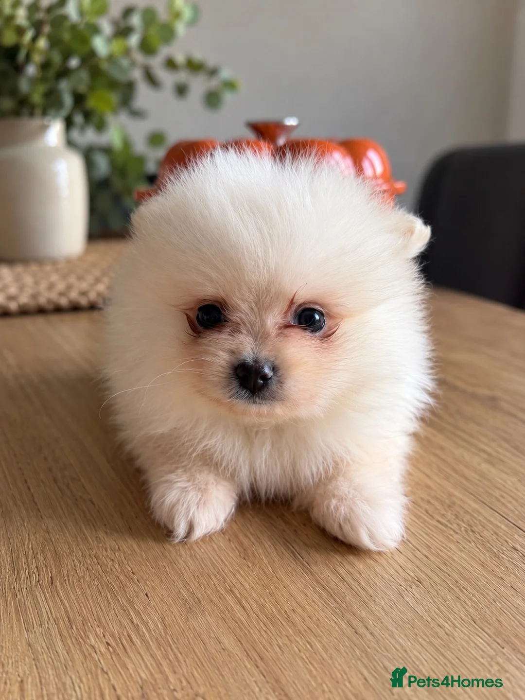 Pomeranian dogs for sale: Beautiful Pomeranian puppies - Advert 12