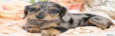 Silver Dapple Female