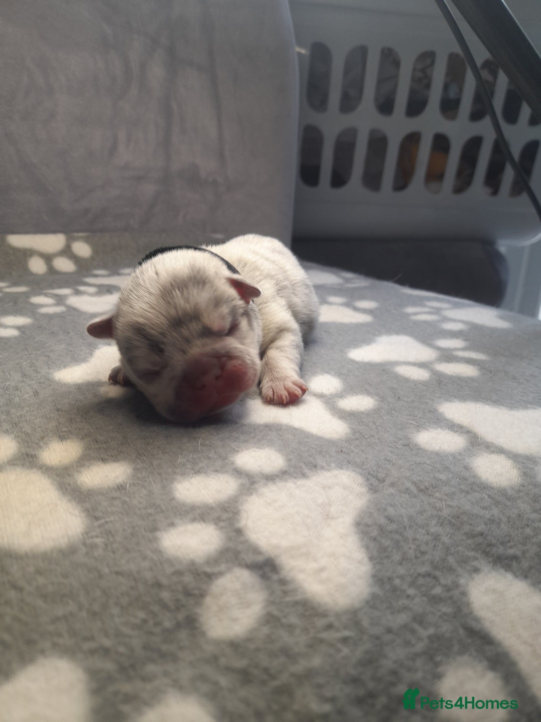 French Bulldog dogs for sale: Pedagree & KC papered merl carrying French bulldog - Image 15