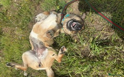 Mixed Breed dogs for adoption: Bella - Norwich Norfolk  - Image 12
