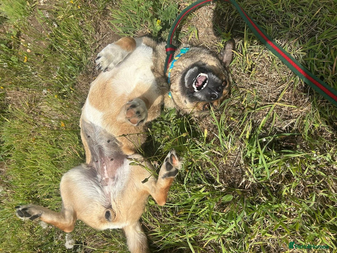 Mixed Breed dogs for adoption: Bella - Norwich Norfolk  - Image 12