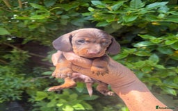 Miniature Dachshund dogs for sale: Kennel Club Miniature Dachshunds - Image 15
