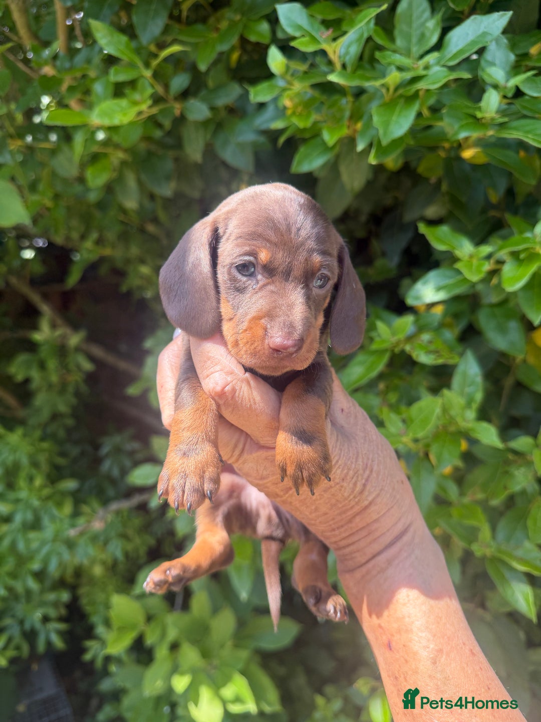 Miniature Dachshund dogs for sale: Kennel Club Miniature Dachshunds - Image 15