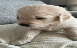 Golden Retriever dogs for sale: 9 week Golden retriever puppy - Image 7