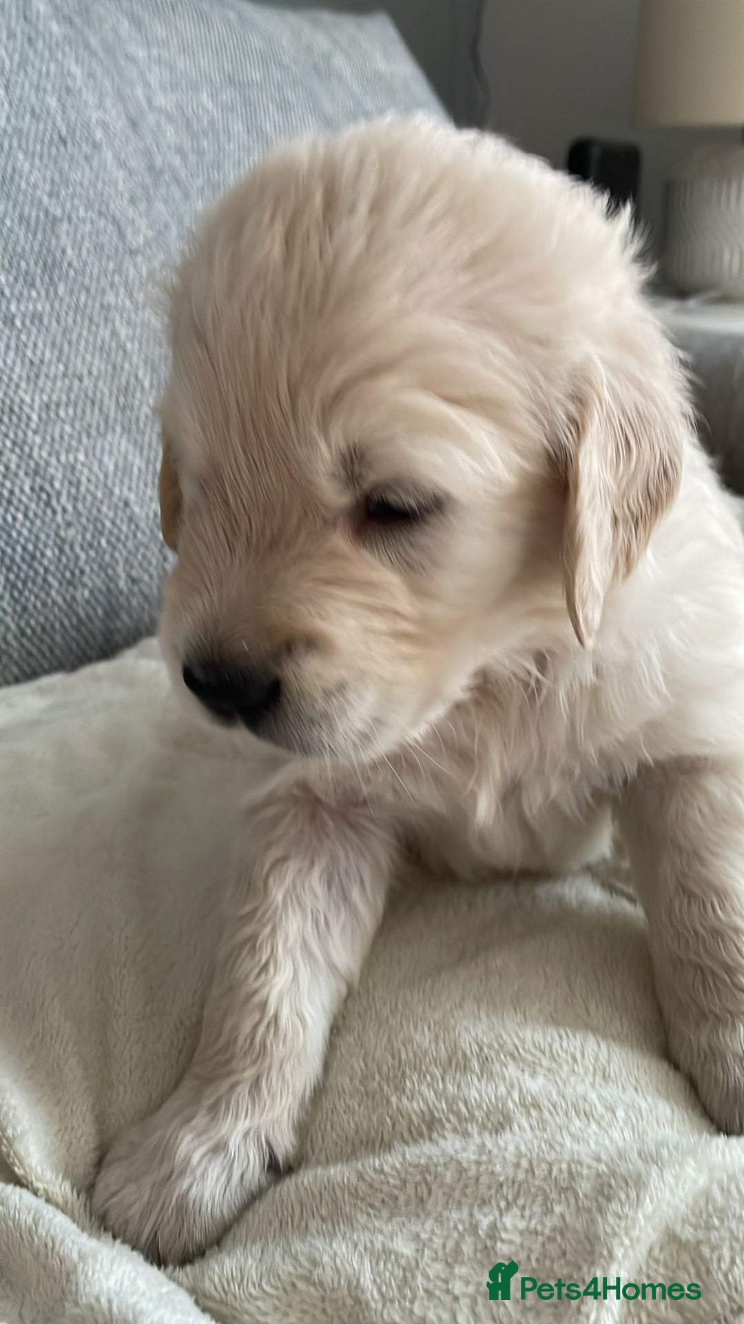 Golden Retriever dogs for sale: 9 week Golden retriever puppy - Image 7