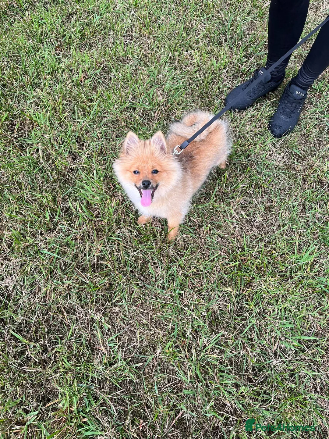 Pomeranian dogs for sale: Male Pomeranian  in Houghton le Spring - Advert 2