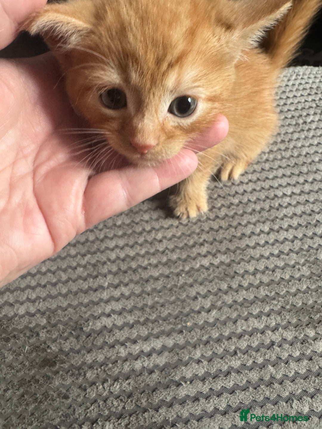 Domestic Shorthair cats for sale: Two kittens for sale - Advert 4