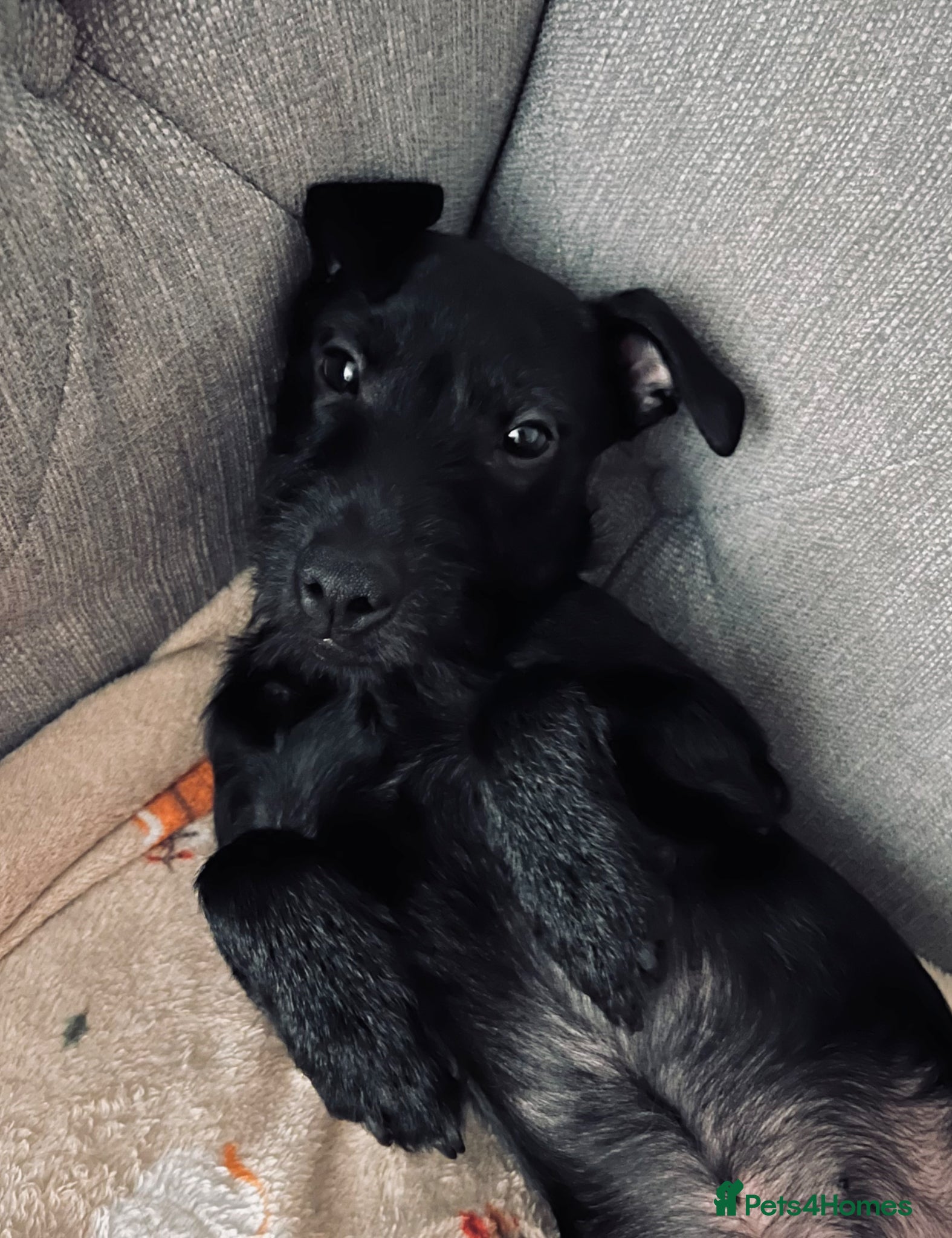 Patterdale Terrier dogs 1yr Old Male Patterdale  - Advert 16