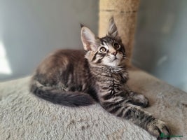 Maine Coon cats TICA REG. Amazing kittens - Advert 4