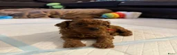 Toy Poodle dogs for sale: Puppies 🐶 Kennel Club Registered  - Advert 14
