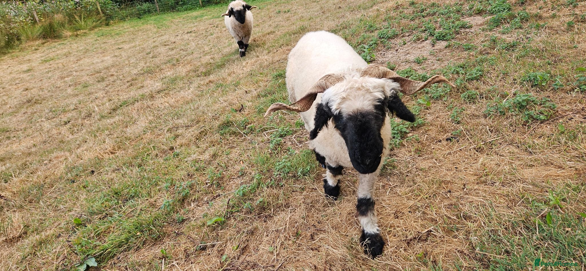 Sheep livestock Valais black nose sheep - Advert 4