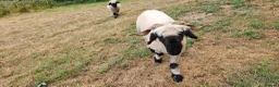 Sheep livestock for sale: Valais black nose sheep - Advert 1