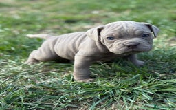 Mixed Breed dogs for sale: Beautiful lilac cane Corso x bulldog pups  - Image 11