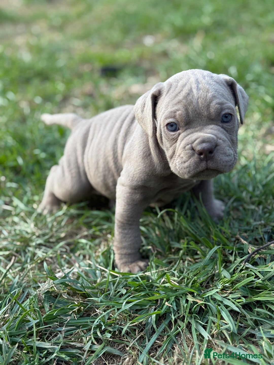 Mixed Breed dogs for sale: Beautiful lilac cane Corso x bulldog pups  - Image 11