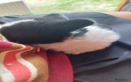 Mini Lop rabbits for sale: Gorgeous 💙purebred mini lop bunnies💙  - Image 9