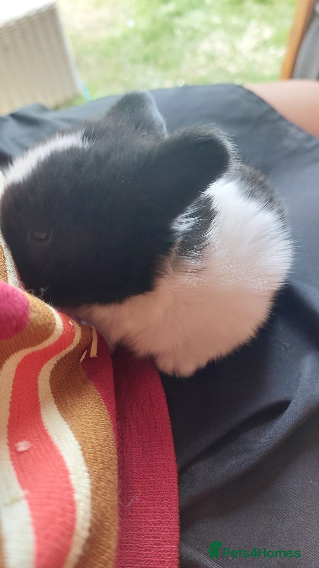 Mini Lop rabbits for sale: Gorgeous 💙purebred mini lop bunnies💙  - Image 9