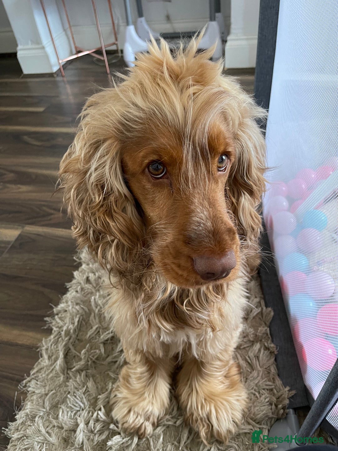Cocker Spaniel dogs for stud: Proven Chocolate Sable Show Cocker STUD in Hull - Image 14