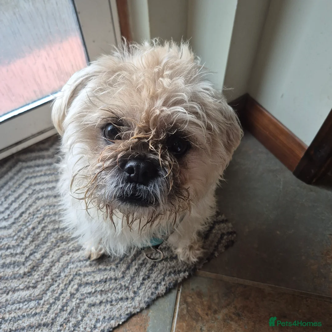 Mixed Breed dogs for sale: Oddball Pug Soulmate – Snorts, Snacks, Snuggles - Advert 2