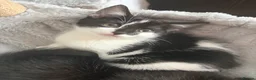 Mixed Breed cats for sale: 5 female kittens ready now  in Cardigan - Advert 18