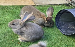 Flemish rabbits for sale: Full Flemish Rabbits  - Image 2