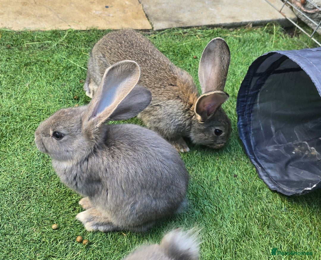Flemish rabbits for sale: Full Flemish Rabbits  - Image 2