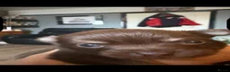 Chihuahua dogs for sale: Puppy’s for sale  in Blackpool - Advert 5