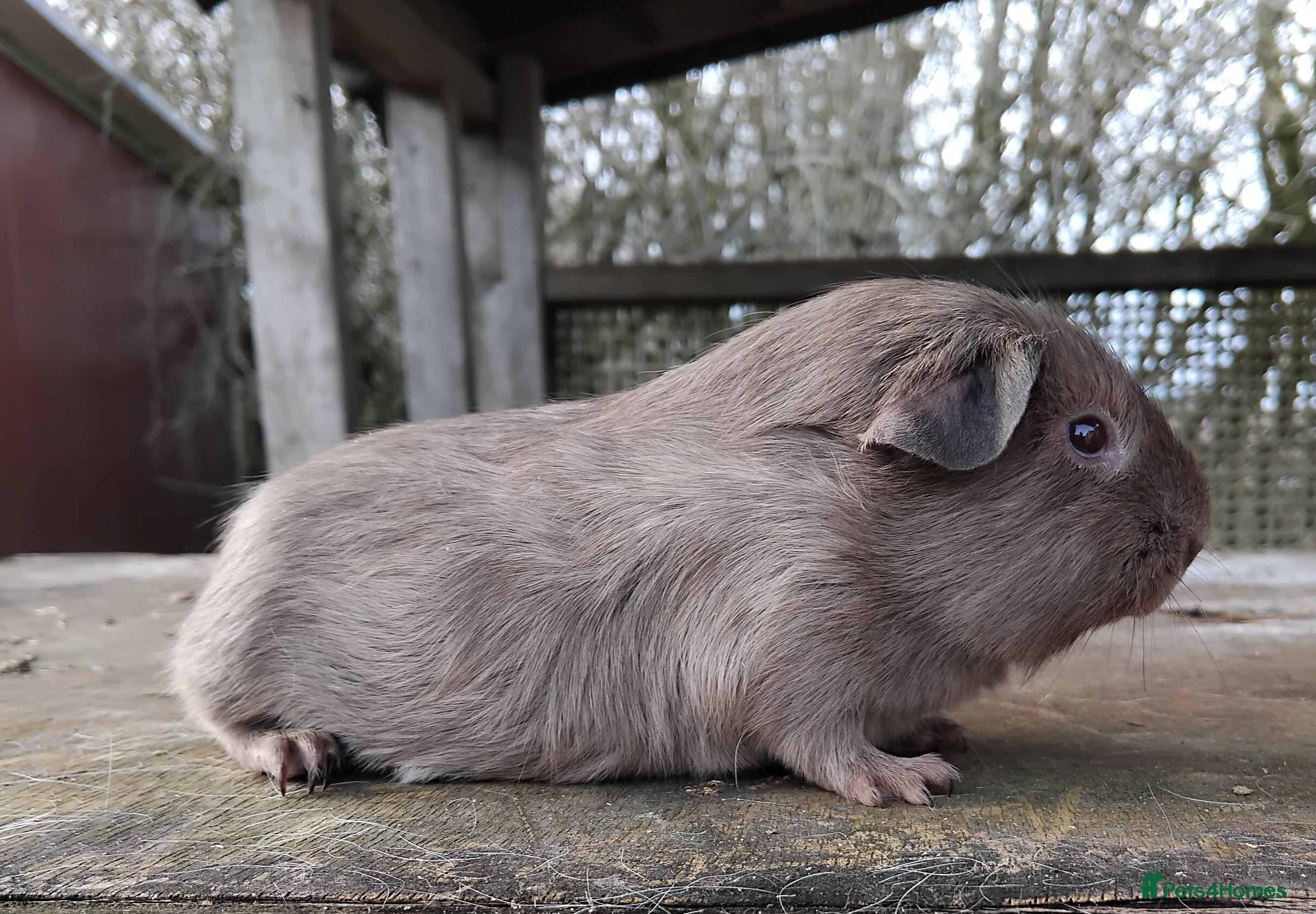 Guinea Pig rodents Slate and Tort and White baby boys. - Advert 1