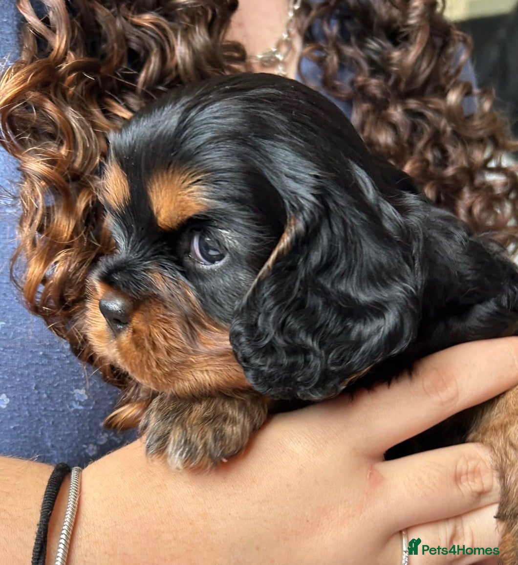 Cavalier King Charles Spaniel dogs Cavalier Pups - Coi 1%!!! 1 Boy Available - Advert 1