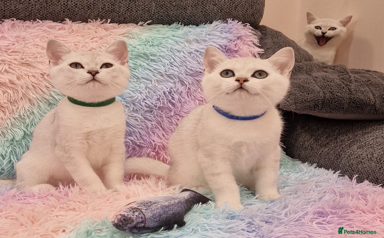 British Shorthair cats for sale - Advert 1