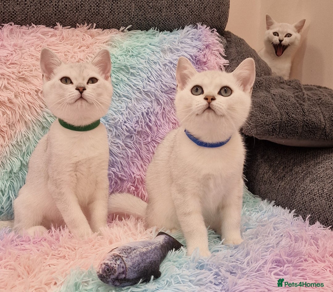 British Shorthair cats for sale: British Shorthair Silver Chinchilla  - Image 1
