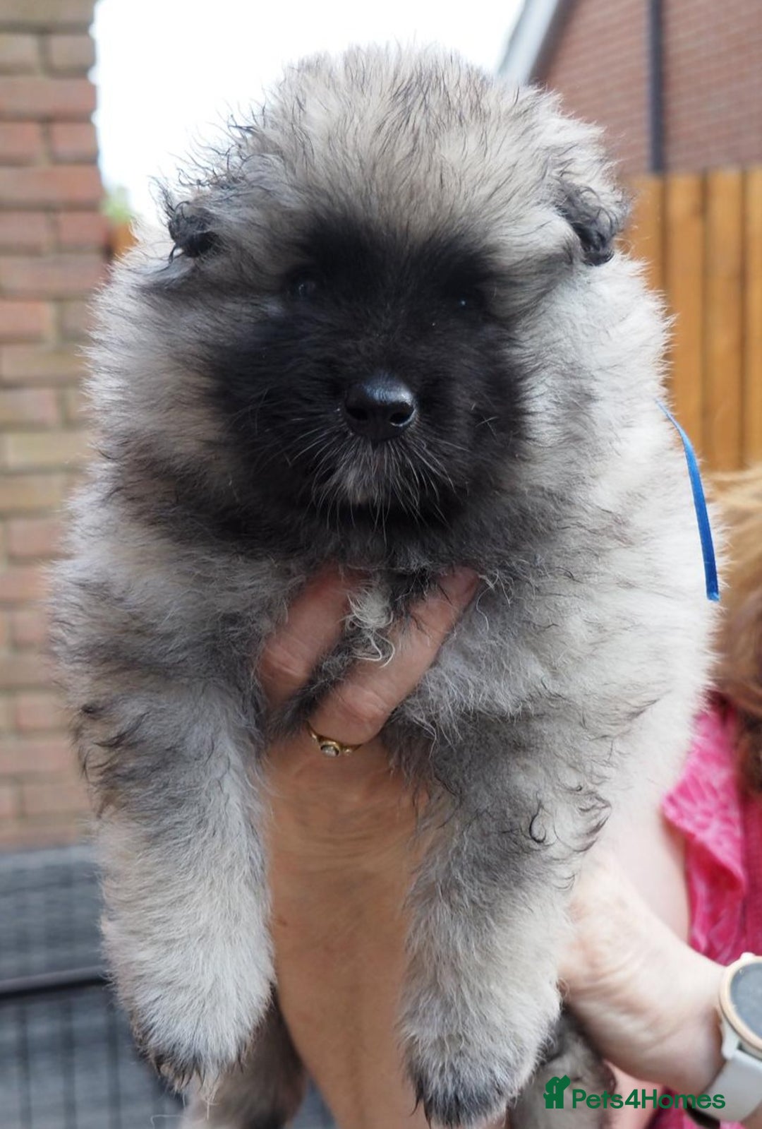 Keeshond dogs for sale: Keeshond Puppies available - Image 6