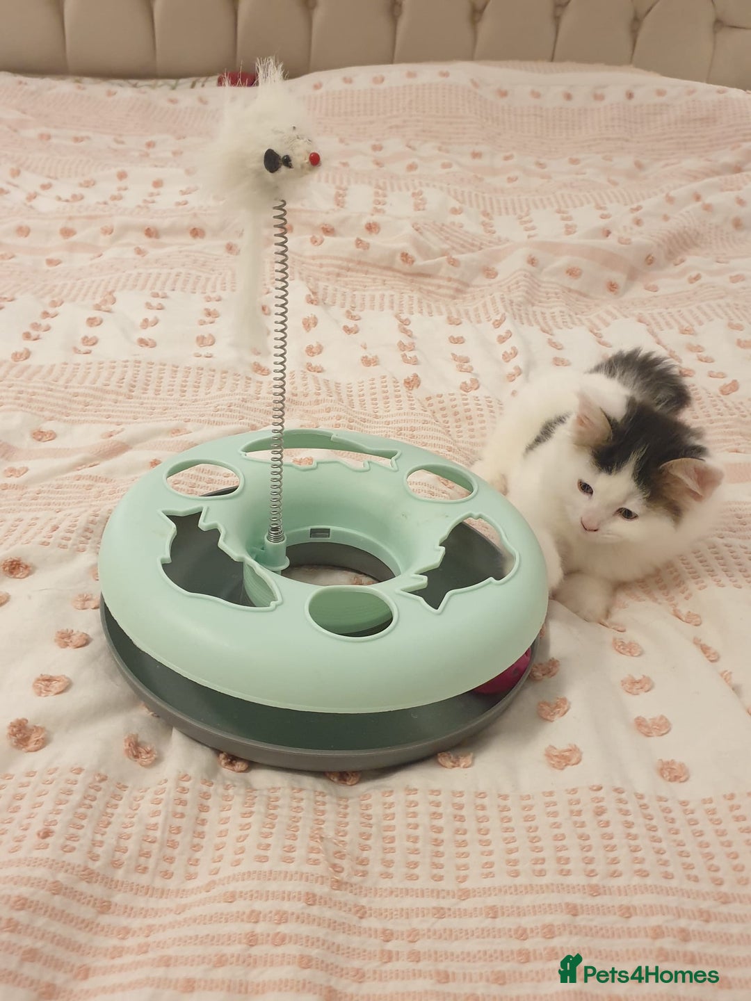 Mixed Breed cats for sale: Cute little boy  - Advert 13