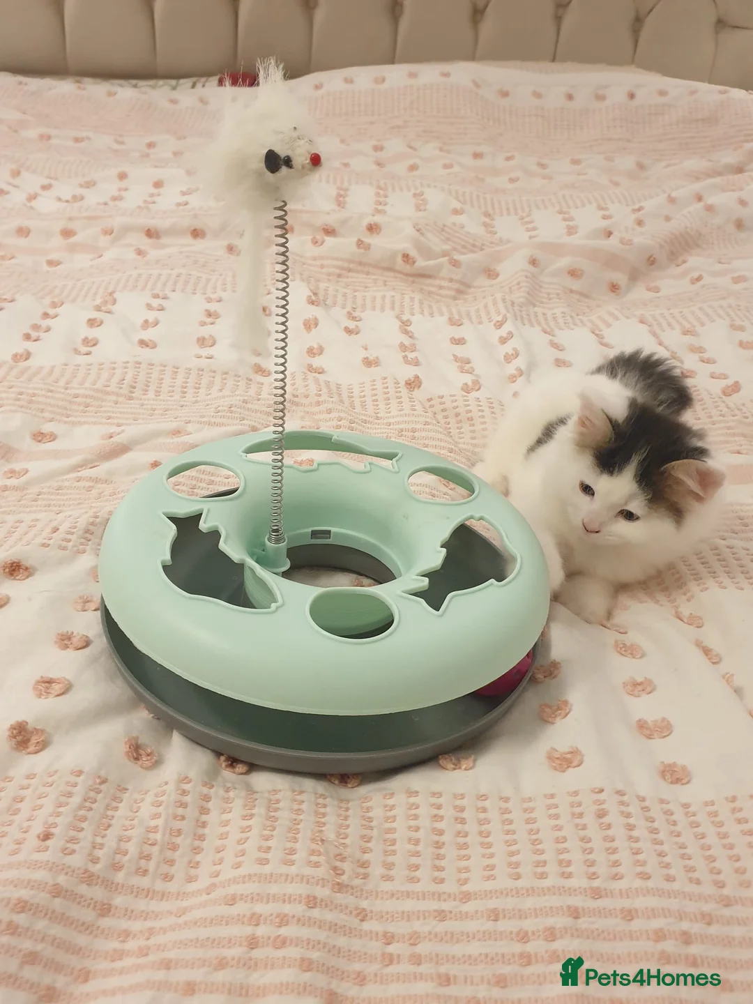 Mixed Breed cats for sale: Cute little boy  - Advert 13