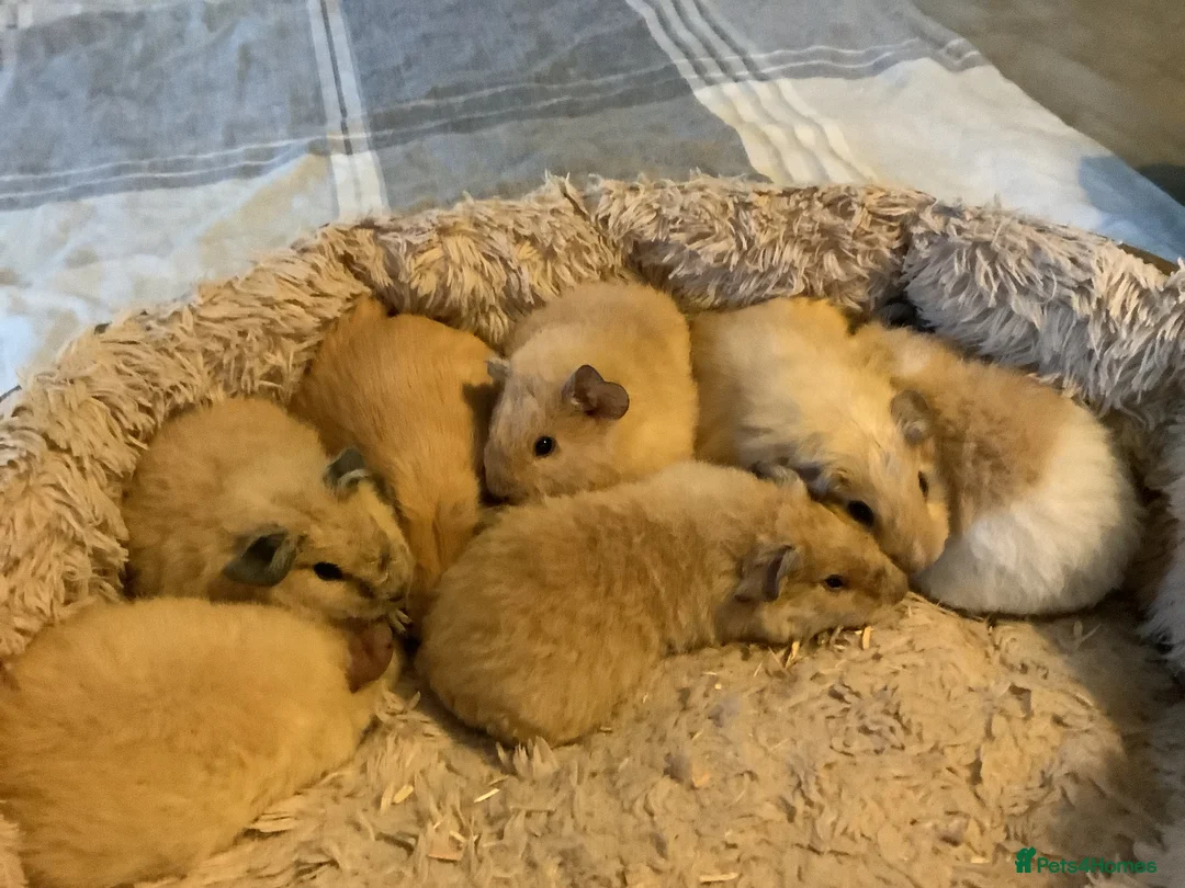 Guinea Pig rodents for sale: Lovely Baby Teddy, Cali, Satin Carrier Guinea Pigs - Advert 2