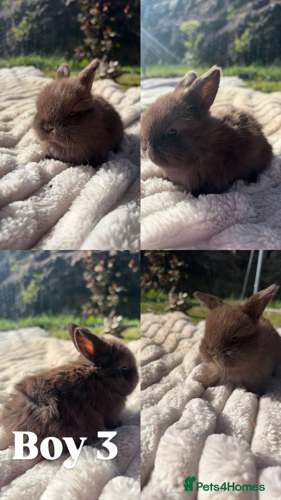Mini Lop rabbits for sale: Mini lops mixed litter  in Cupar - Advert 6