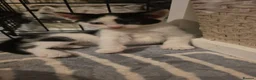 British Shorthair cats for sale: Kitten - Advert 10
