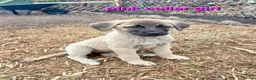 Turkish Kangal dogs for sale: TURKISH KANGAL PUPPIES! - Advert 30