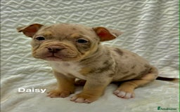 American Bully dogs for sale: ABKC Micro exotic pocket bully pups  - Advert 3