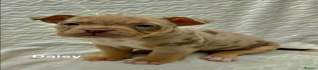 American Bully Puppy 3