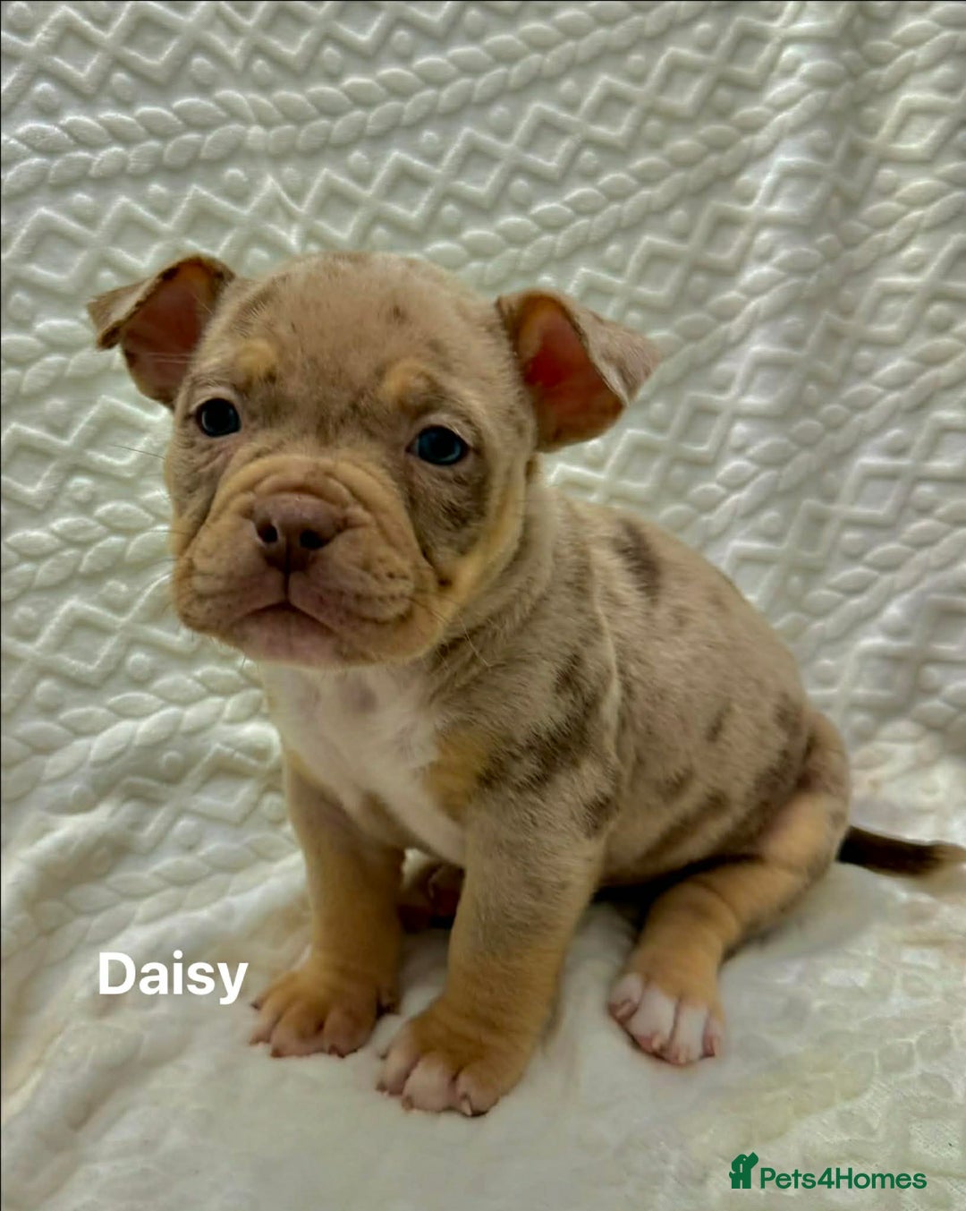 American Bully dogs for sale: ABKC Micro exotic pocket bully pups  - Advert 3