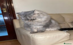 Persian cats for sale: Persian male  - Image 6