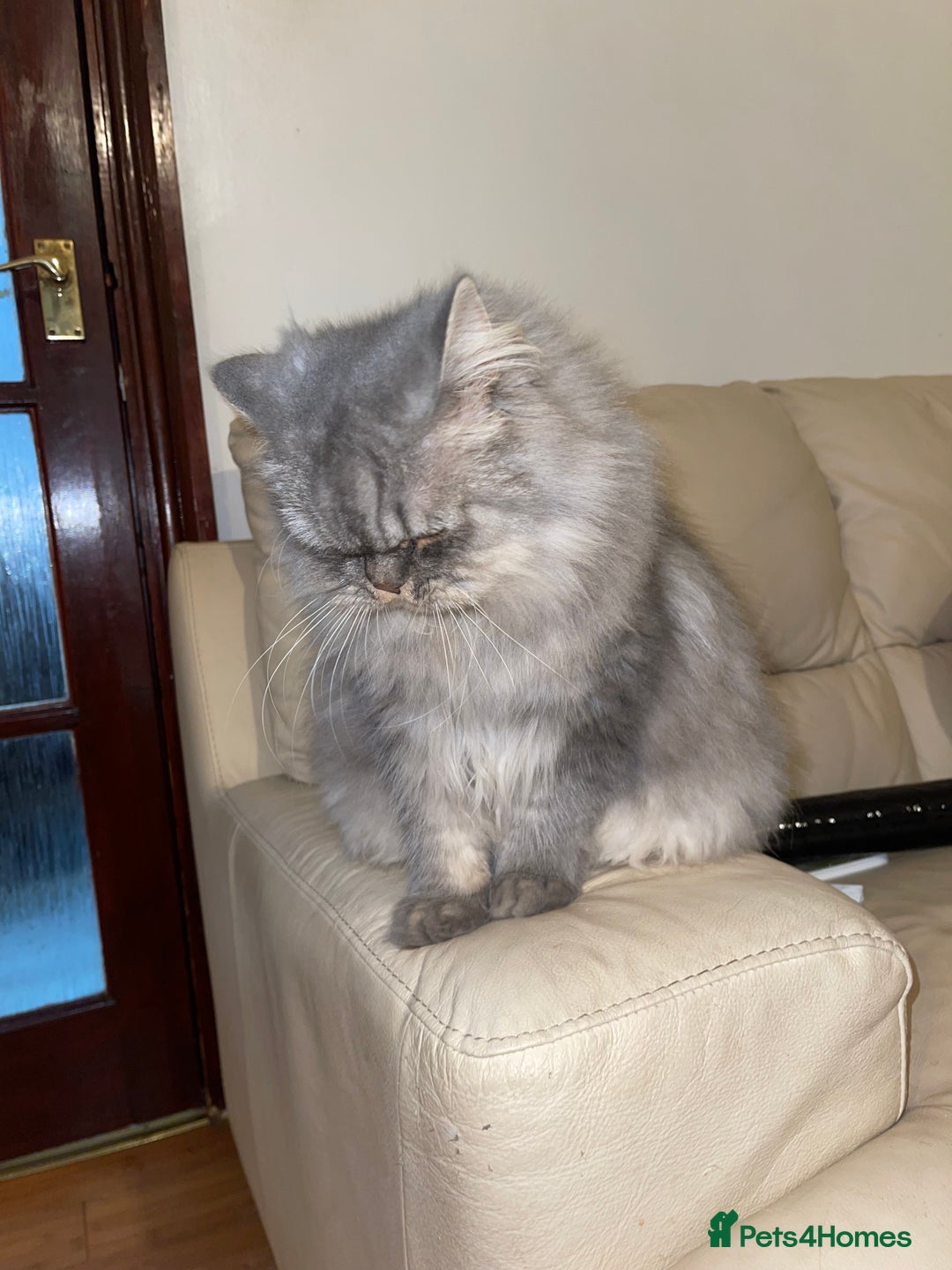 Persian cats for sale: Persian male  - Image 6