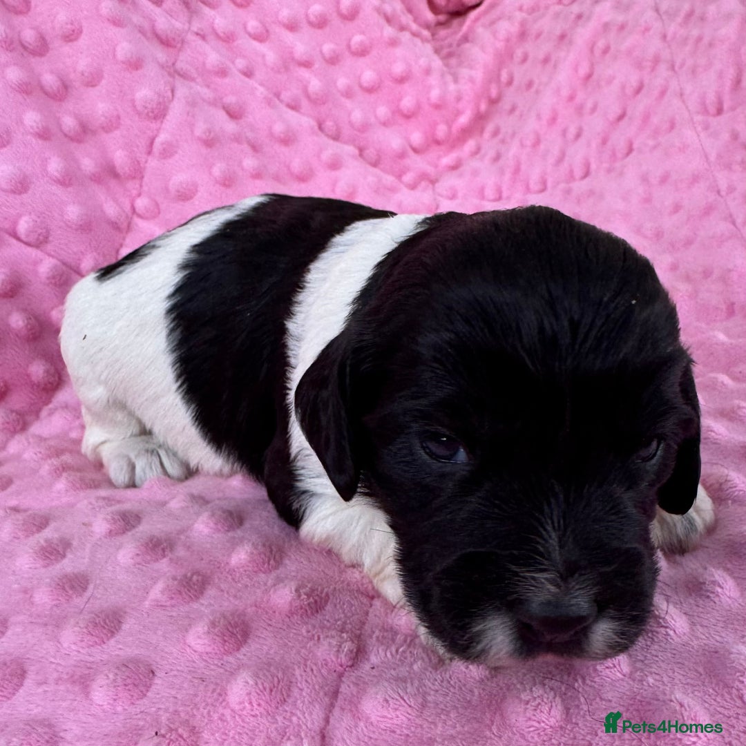 Mixed Breed dogs for sale: Cocker spaniel x Cavapoo puppies  - Image 6