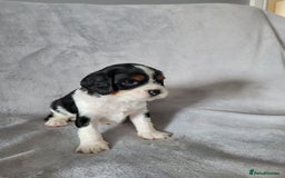 Cavalier King Charles Spaniel dogs for sale: Cavalier King Charles Spaniel Puppies for Sale 🐾 - Image 11