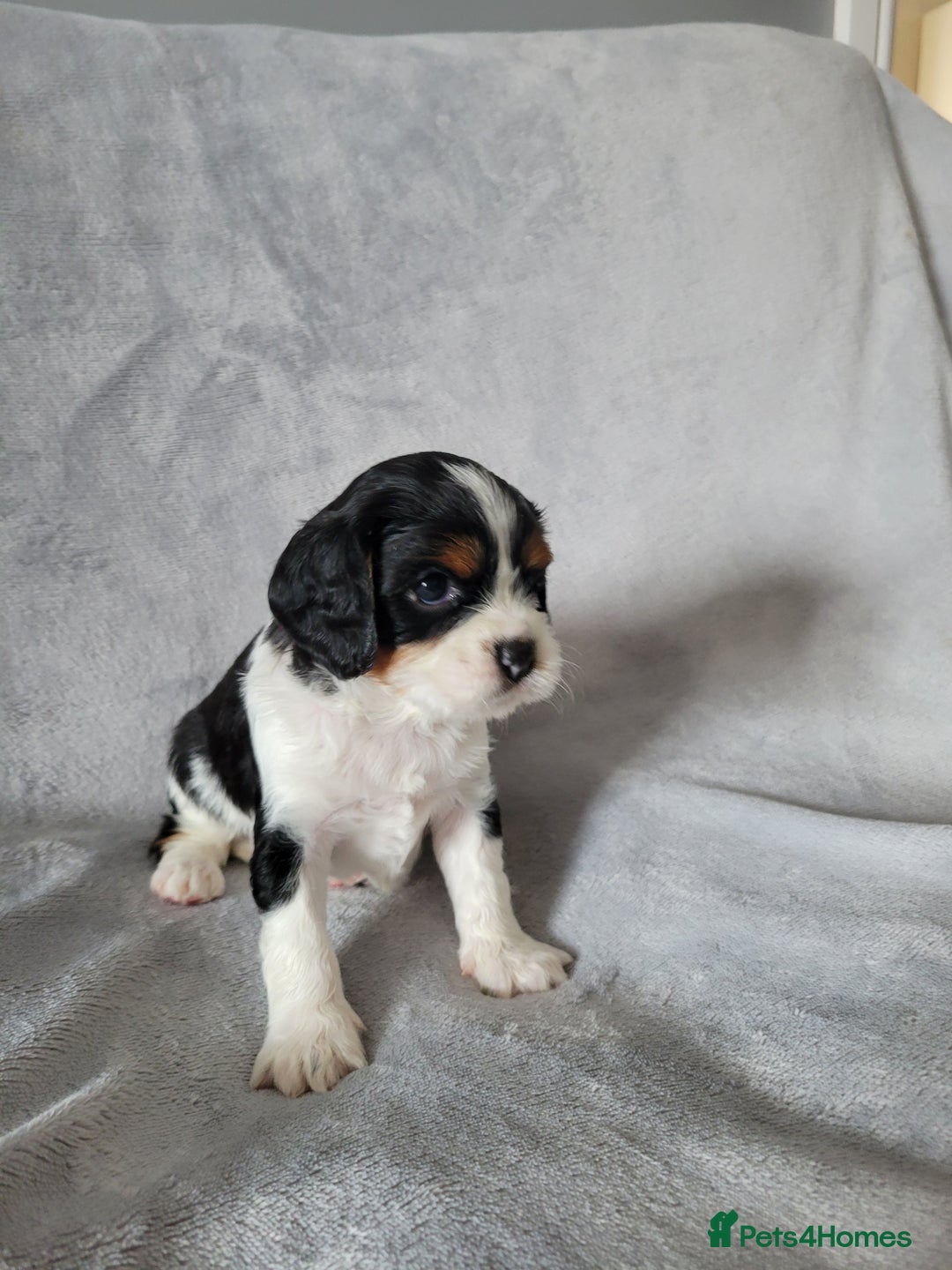 Cavalier King Charles Spaniel dogs for sale: Cavalier King Charles Spaniel Puppies for Sale 🐾 - Image 11