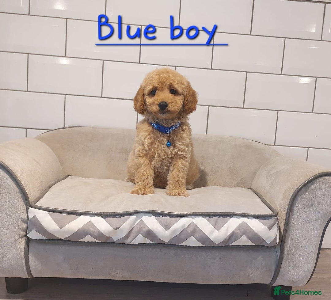 Cavachon dogs for sale: Beautiful Cavapoochons 🥰 - Image 9