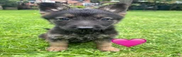 German Shepherd dogs for sale: Big chunky farm bred German shepherds ready now. - Advert 2