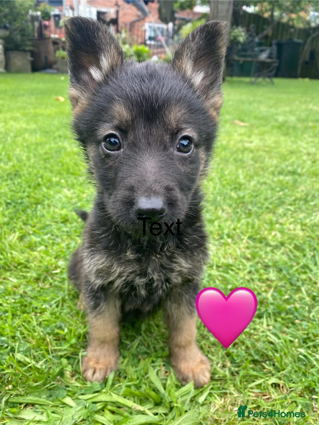 German Shepherd dogs for sale: Big chunky farm bred German shepherds ready now. - Advert 2