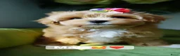 Maltipoo dogs for sale: Exceptional F1 Asian Maltipoo puppies - Advert 10